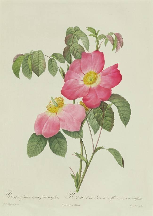 Rosa Tomentosa Pierre Joseph Redouté