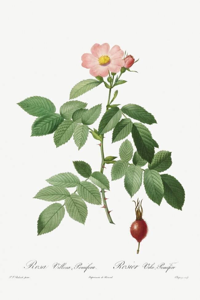 Rosa villosa Pierre Joseph Redouté