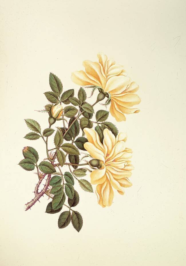 Rose : Chinois Georg Dionysius Ehret