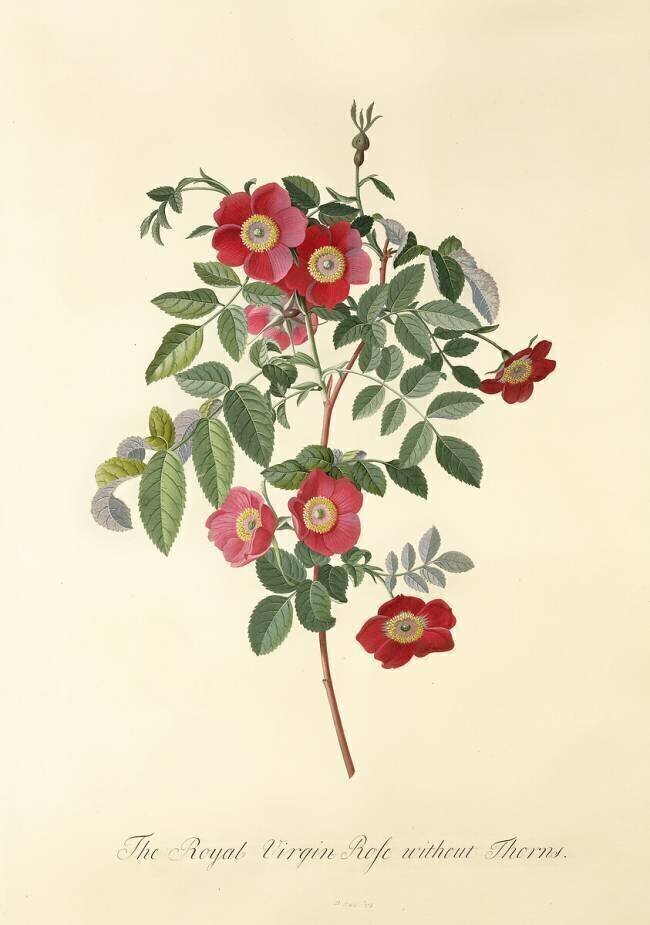 Rose : sans épines Georg Dionysius Ehret