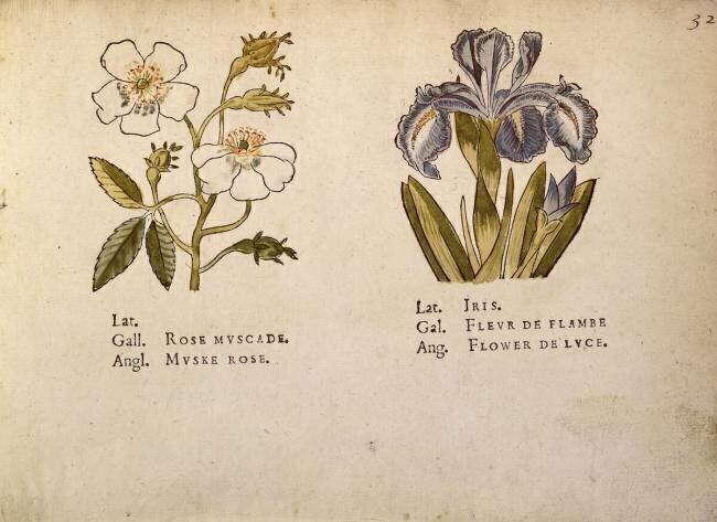 Rose and Iris Jacques Le Moyne