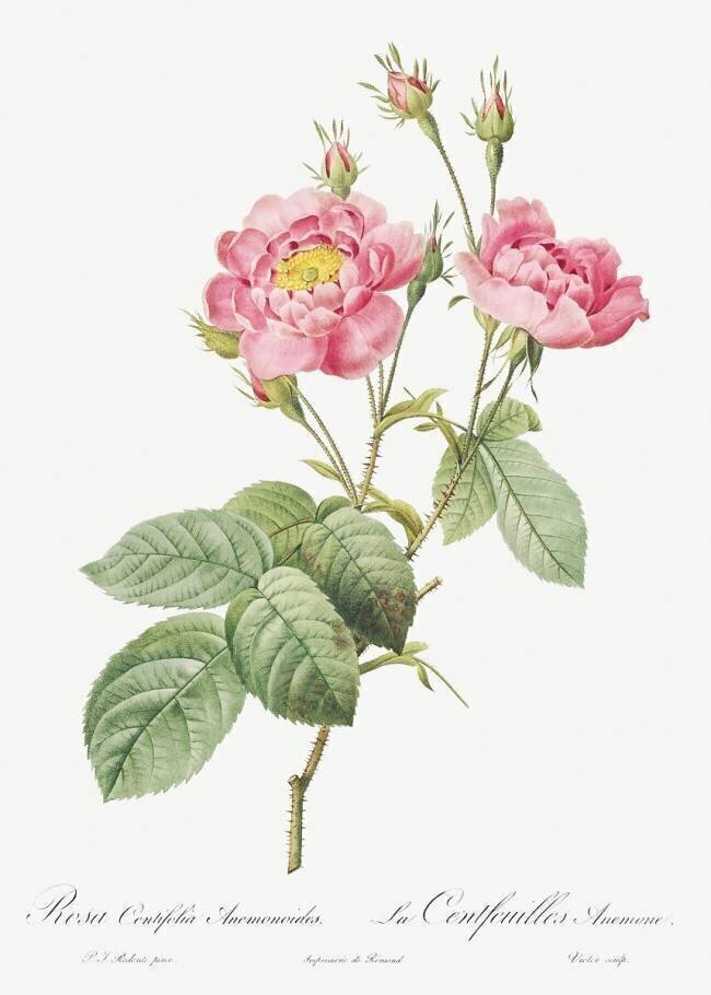 Rose anémone à cent pétales Pierre Joseph Redouté