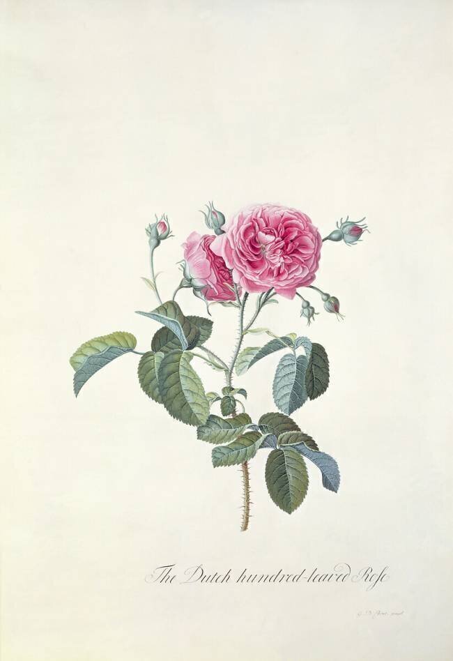 Rose: Dutch hundred-leaved Rose Georg Dionysius Ehret