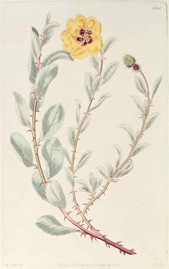 Rose: Persian from the Botanical Register M. Hart