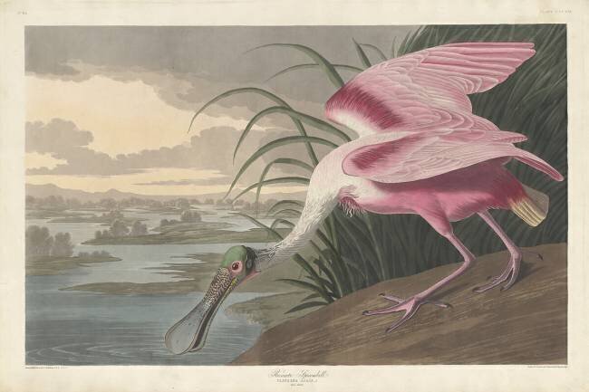Roseate Spoonbill John James Audubon
