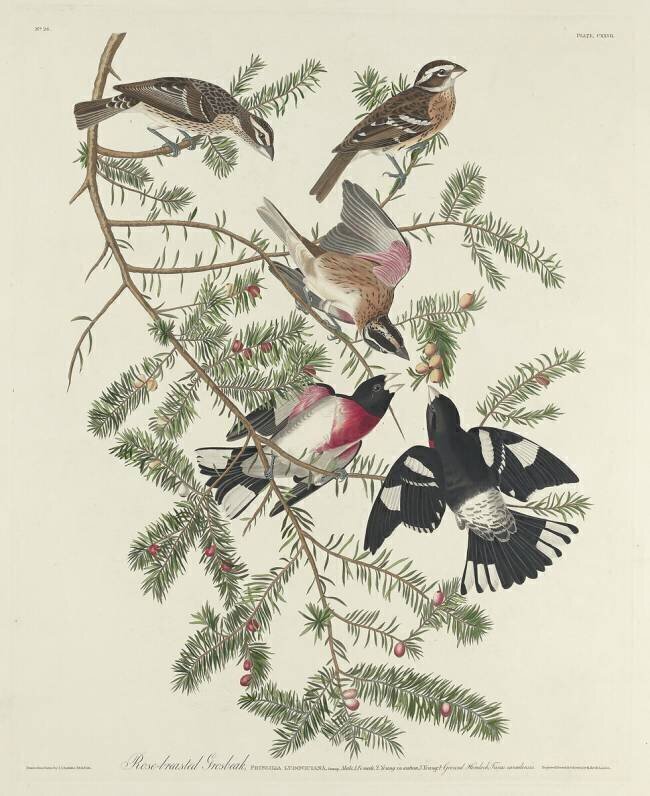 Rose-breasted Grosbeak John James Audubon