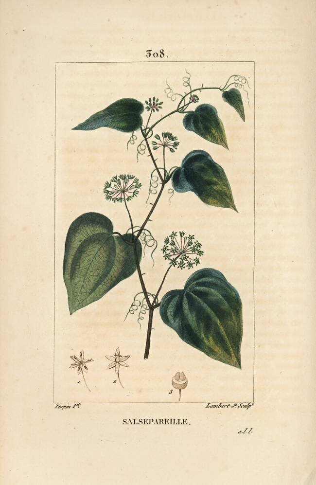 Salsepareille Pierre Jean Francois Turpin