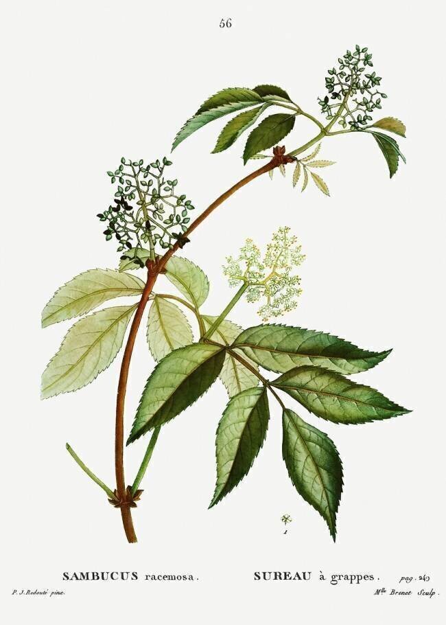 Sambucus Pierre Joseph Redouté