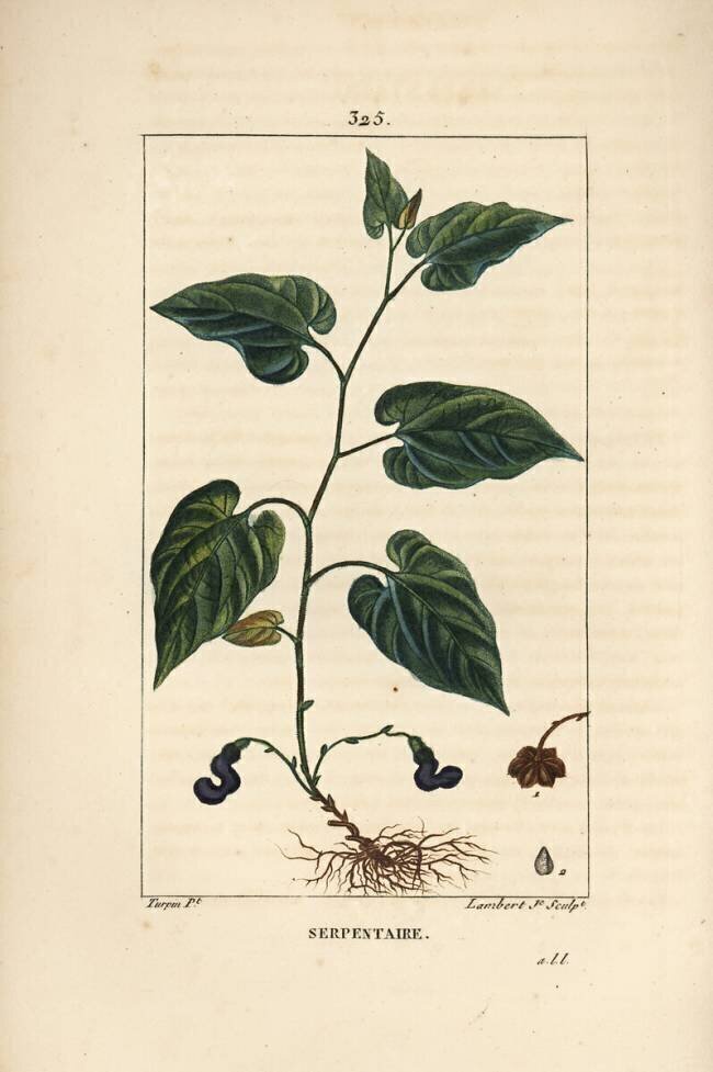 Serpentaire Pierre Jean Francois Turpin