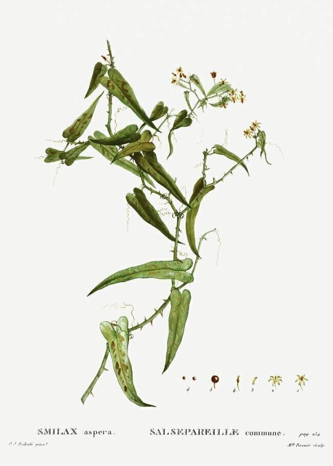Smilax Pierre Joseph Redouté