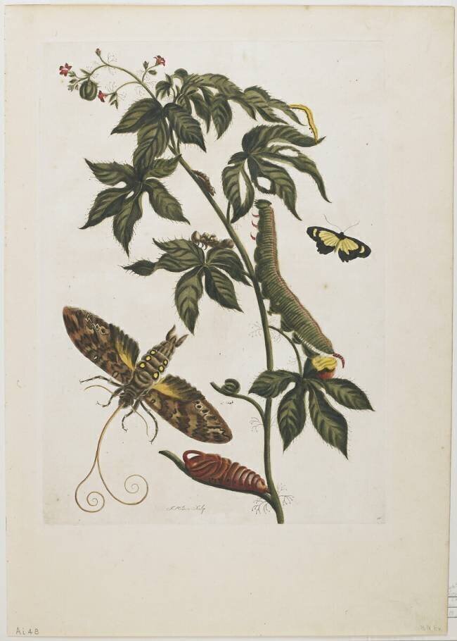 Sphinx Moth Maria Sibylla Graff Merian