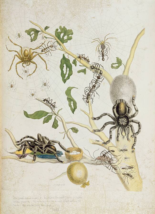 Spiders: Mygole Maria Sibylla Graff Merian