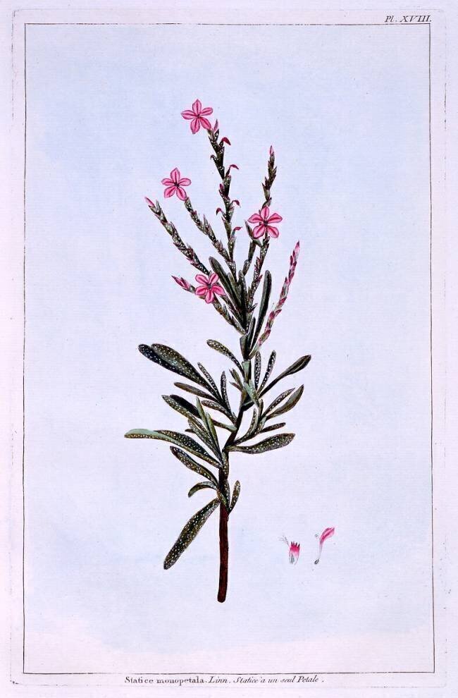 Statice Pierre-Joseph Buchoz