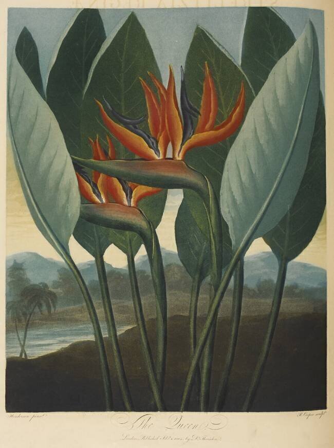 Strelitzia Reginae Robert John Thornton