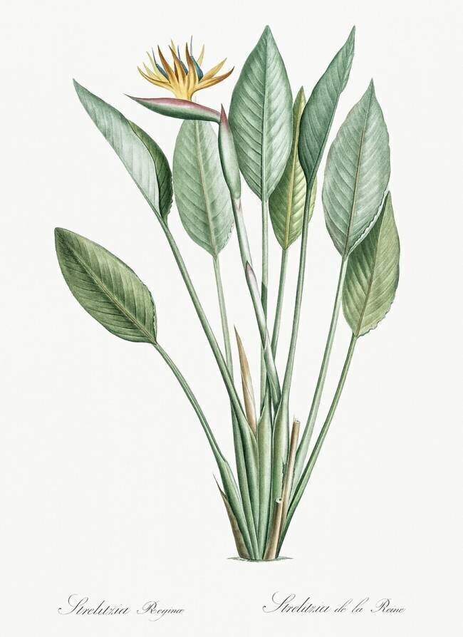 Strelitzia Reginae Pierre Joseph Redouté