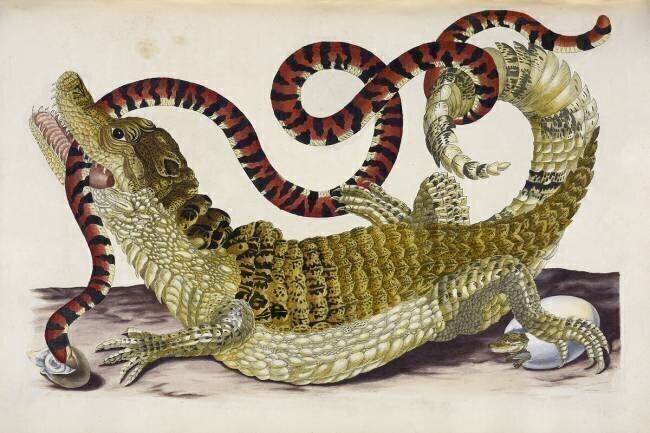 Surinam Caiman Protecting Her Hatchlings from a Coral Snake Maria Sibylla Graff Merian