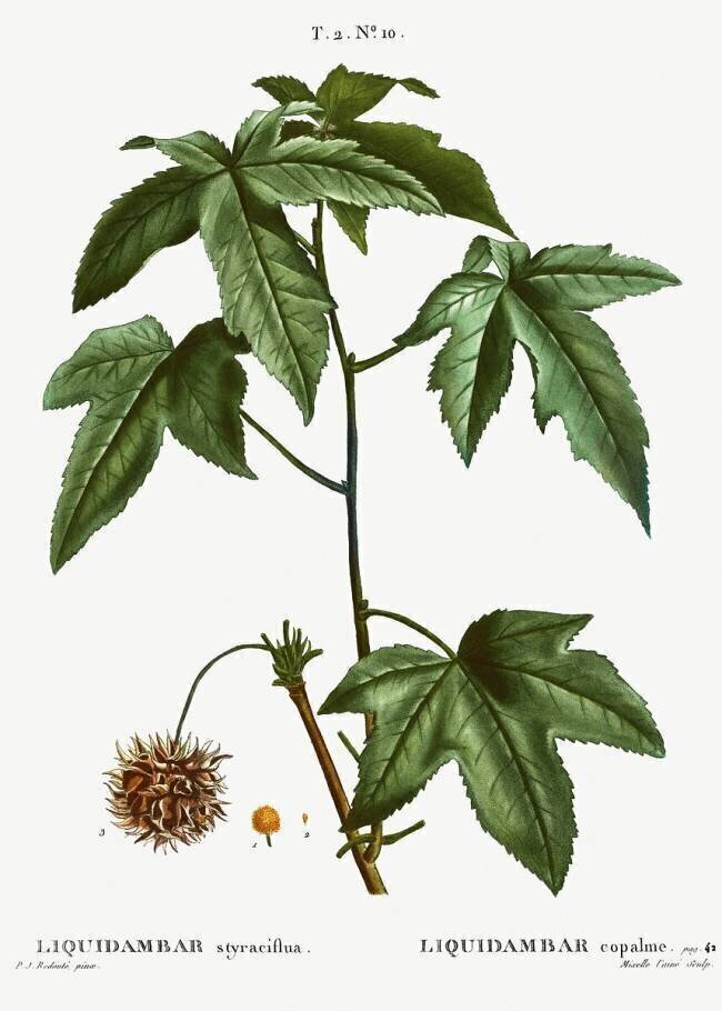 Sweet gum Pierre Joseph Redouté