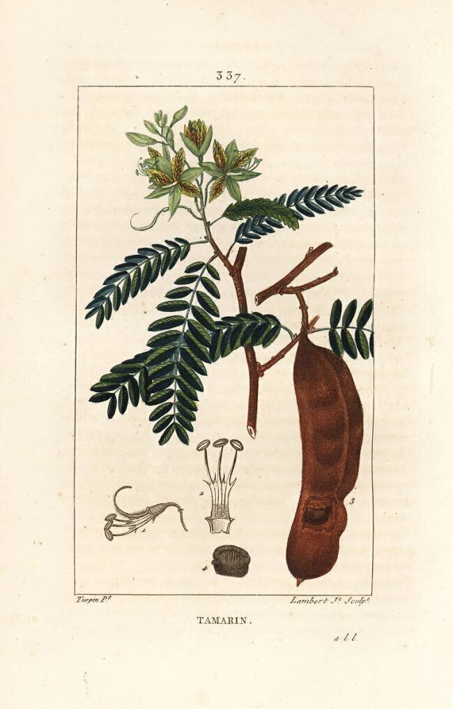 Tamarind Pierre Jean Francois Turpin
