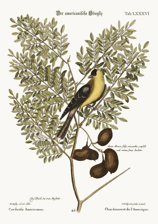 The American Goldfinch Mark Catesby