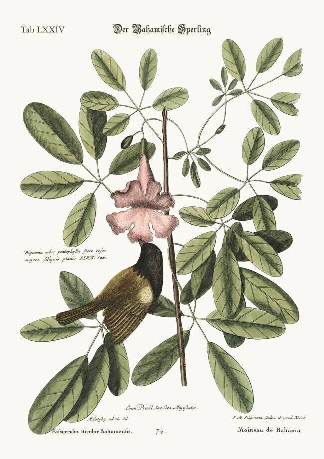 The Bahama Sparrow Mark Catesby
