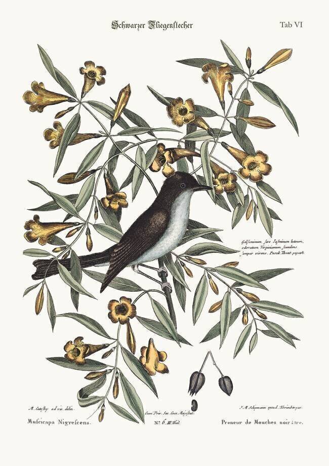 The blackcap Flycatcher Mark Catesby