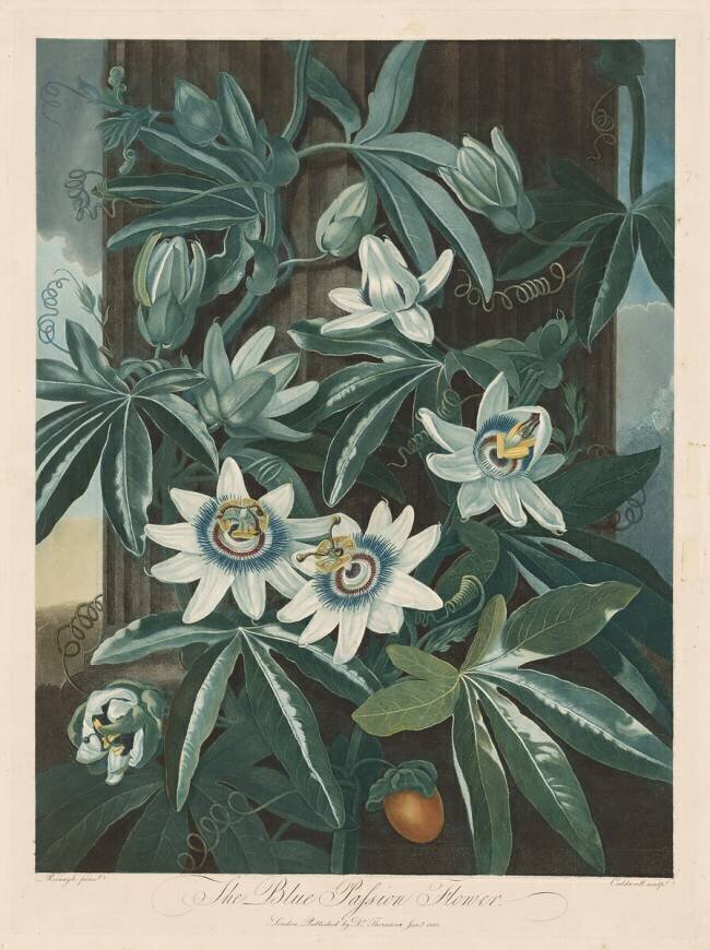 The Blue Passion-flower Robert John Thornton