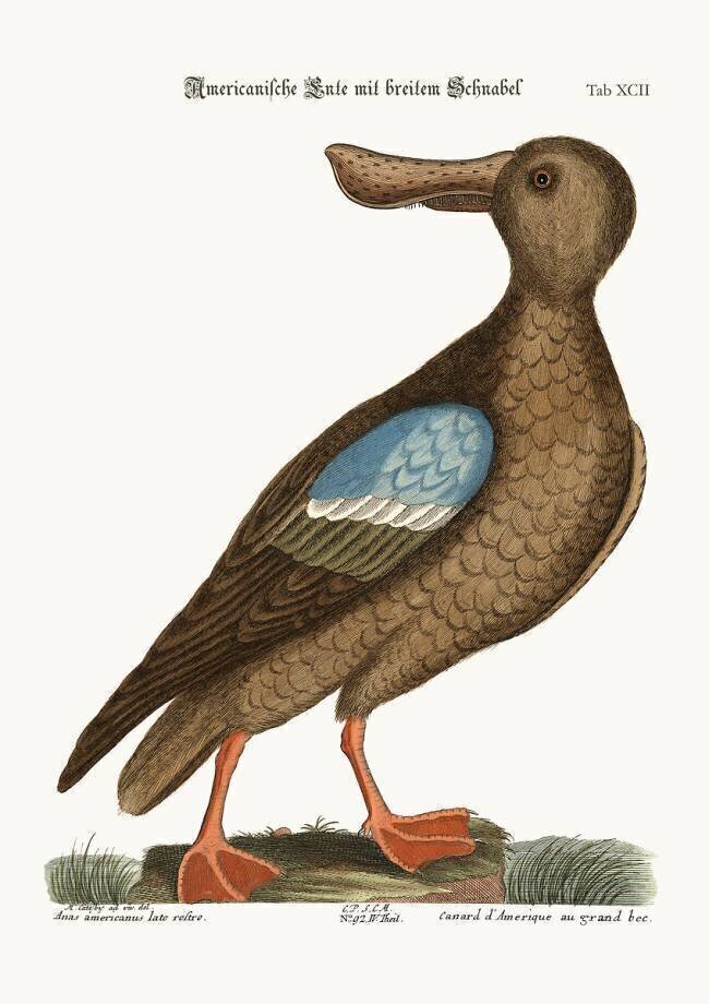 The Blue-wing Shoveler Mark Catesby