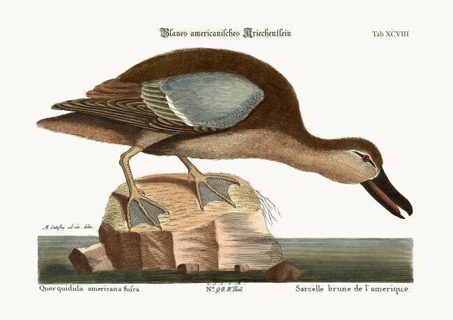 The Blue-wing Teal Mark Catesby
