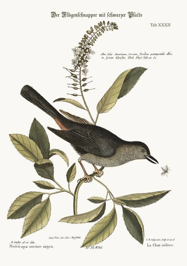 The Cat-Bird Mark Catesby