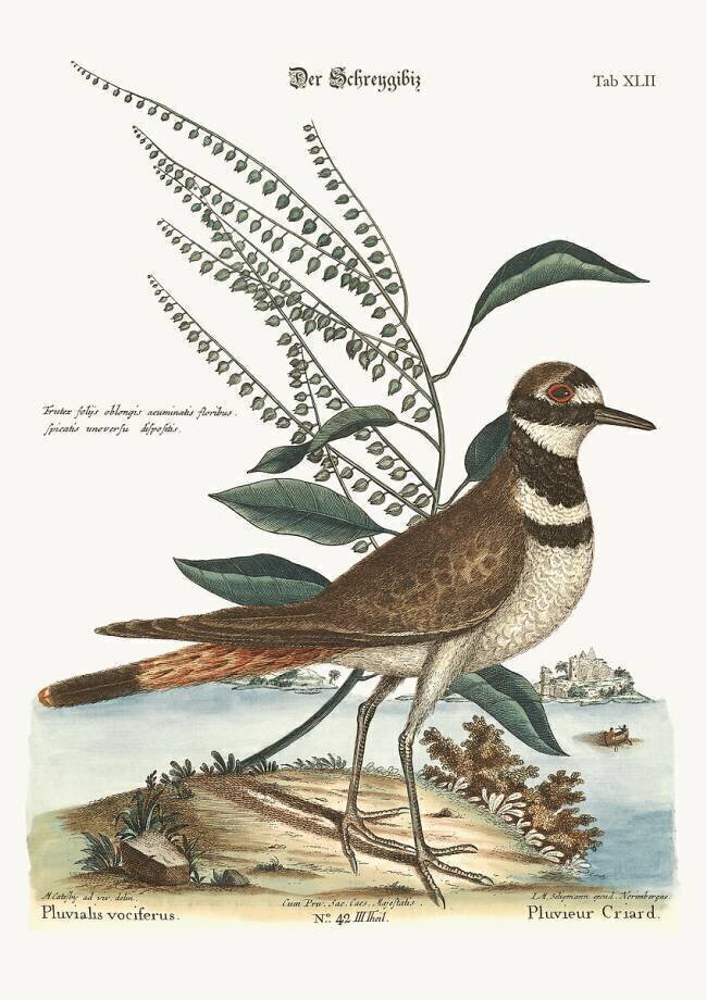 The Chattering Plover Mark Catesby