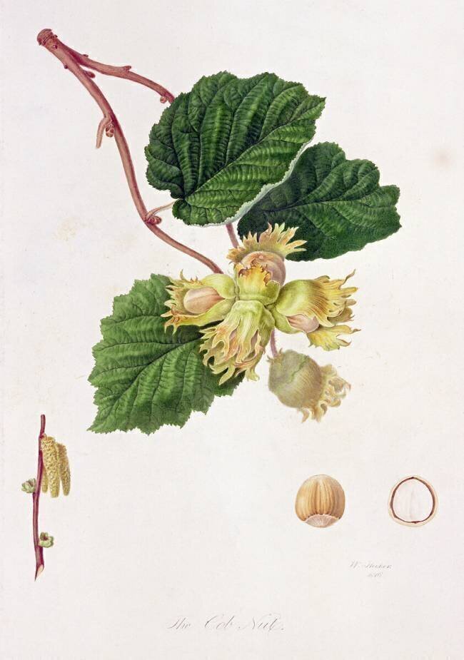The Cob Nut William Hooker