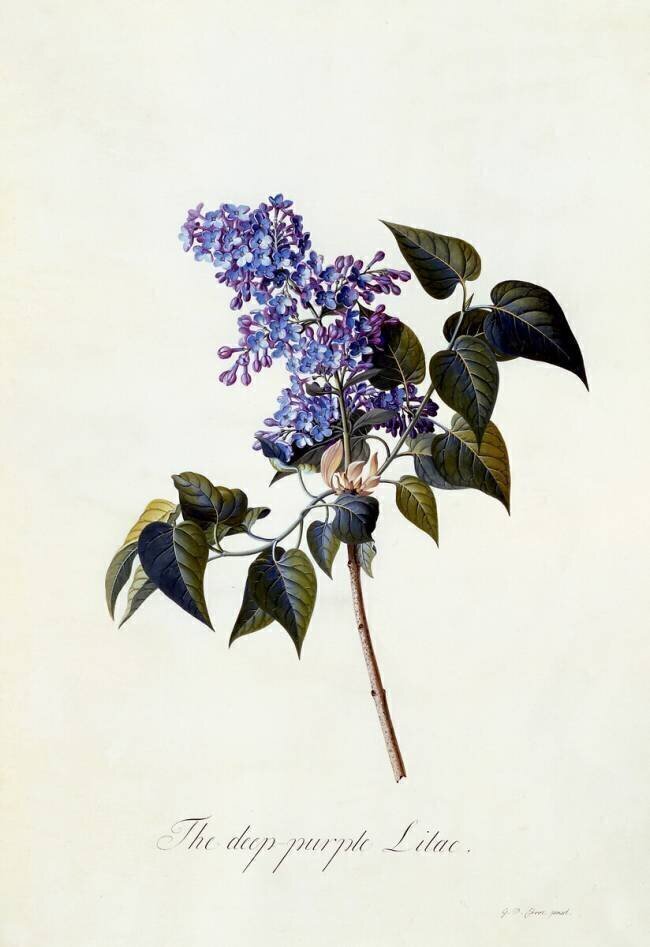 The deep-purple Lilac Georg Dionysius Ehret