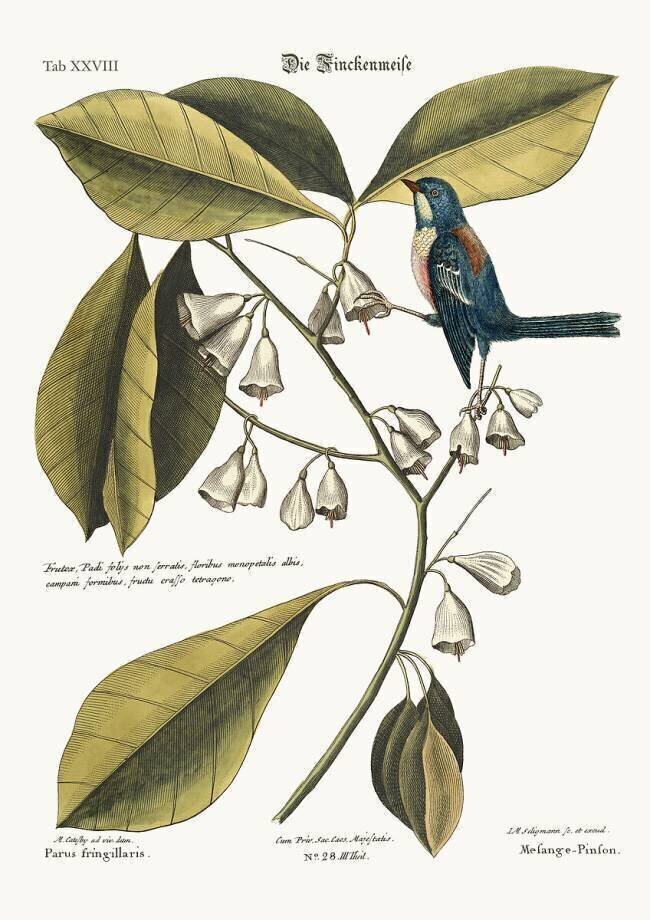 The Finch-Creeper Mark Catesby