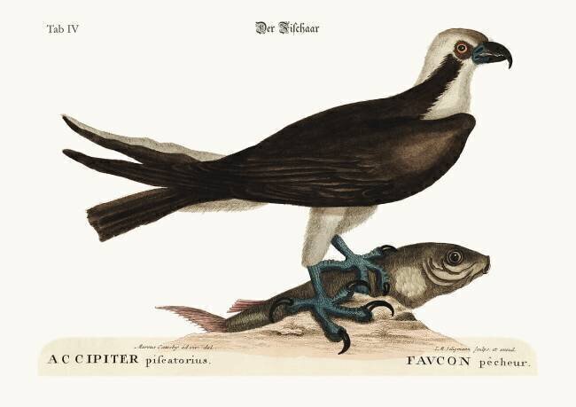 The fishing Hawk Mark Catesby