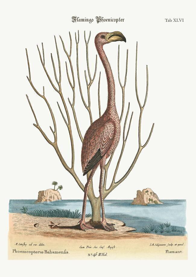 The Flamingo Mark Catesby