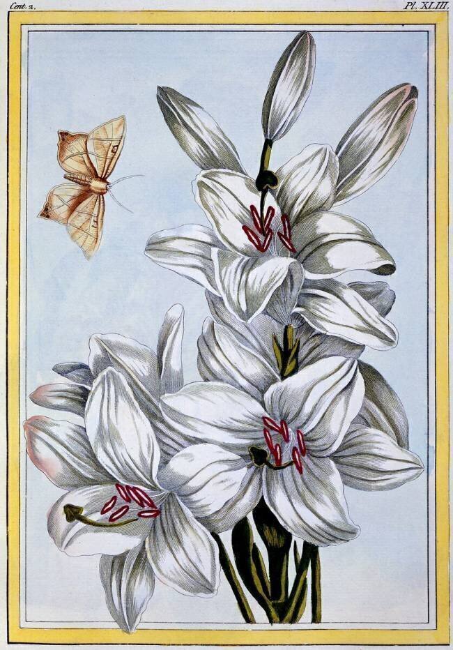 The Great White Lily Pierre-Joseph Buchoz