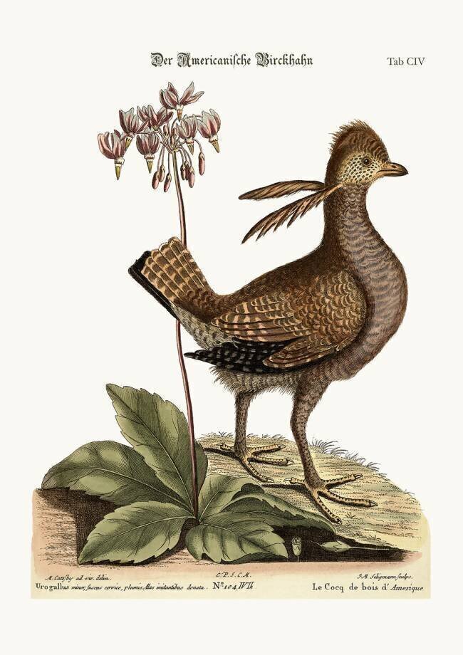 The Heathcock Mark Catesby