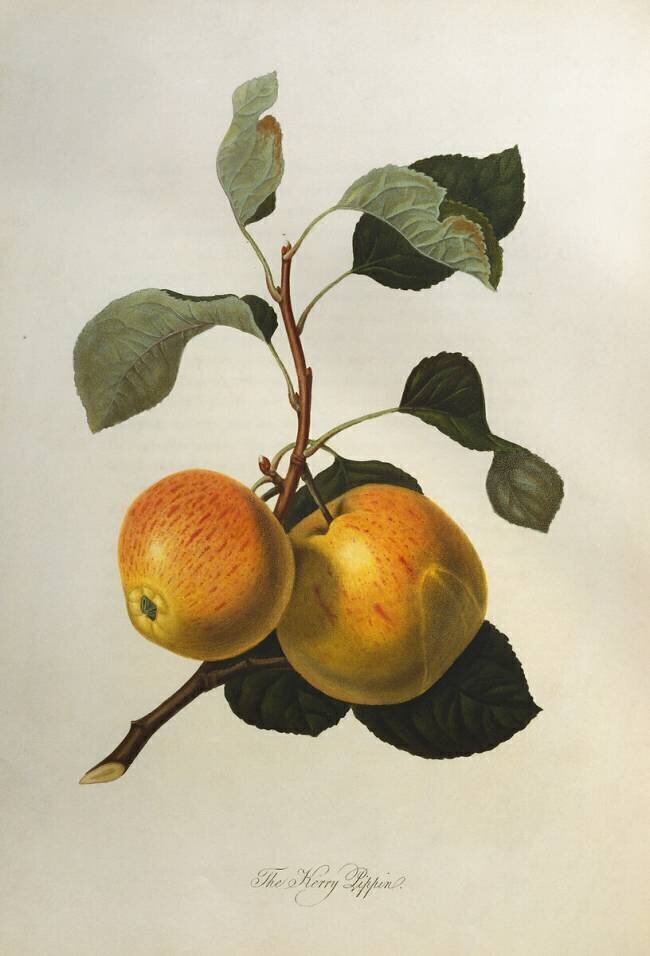 The Kerry Pippin William Hooker
