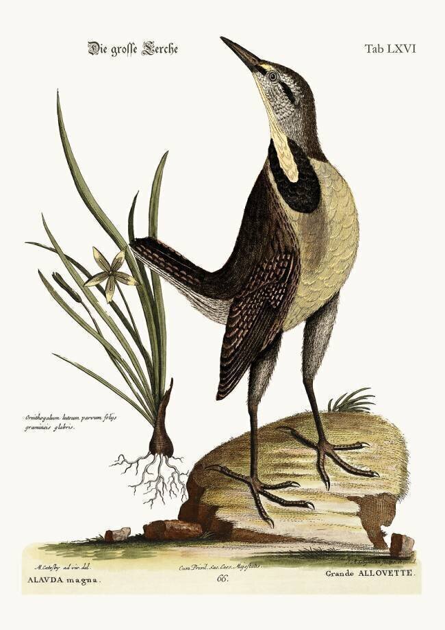 The large Lark Mark Catesby