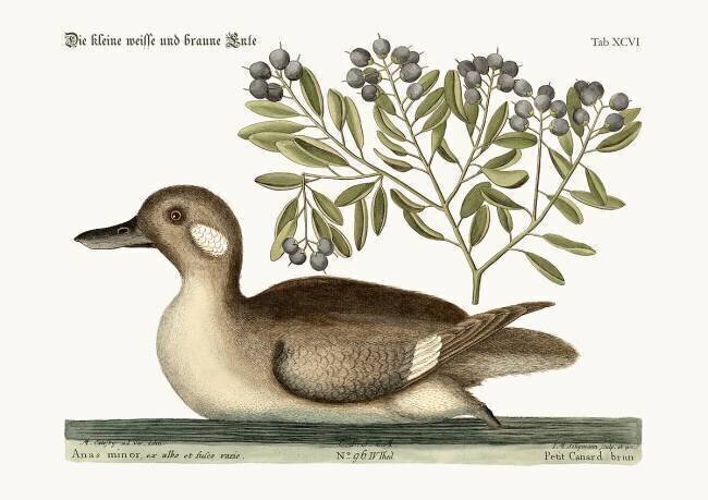 The little brown Duck Mark Catesby