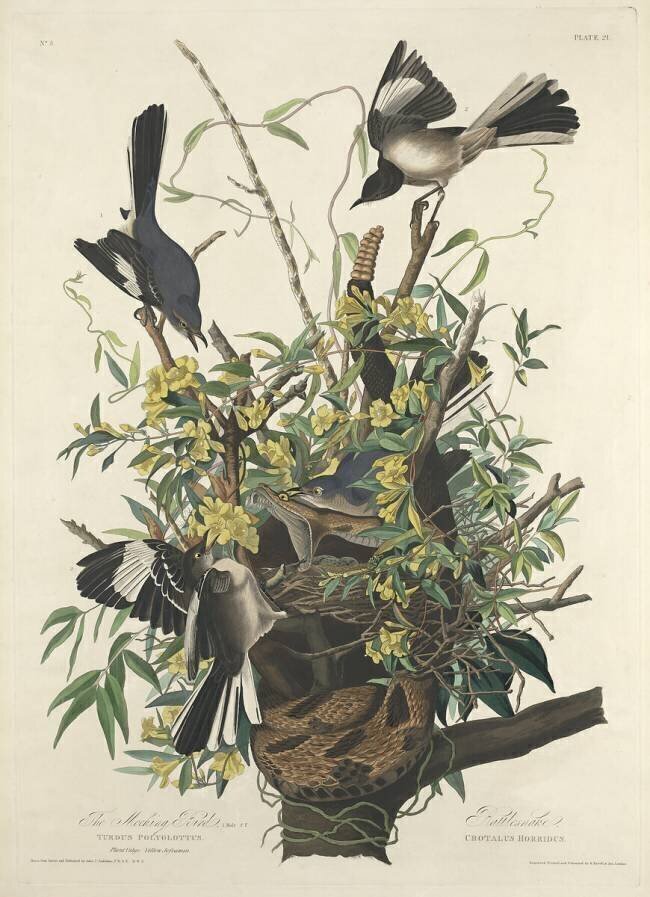 The Mocking Bird John James Audubon