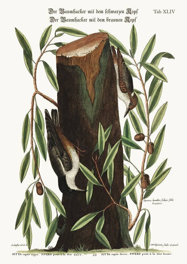 The Nuthatch Mark Catesby