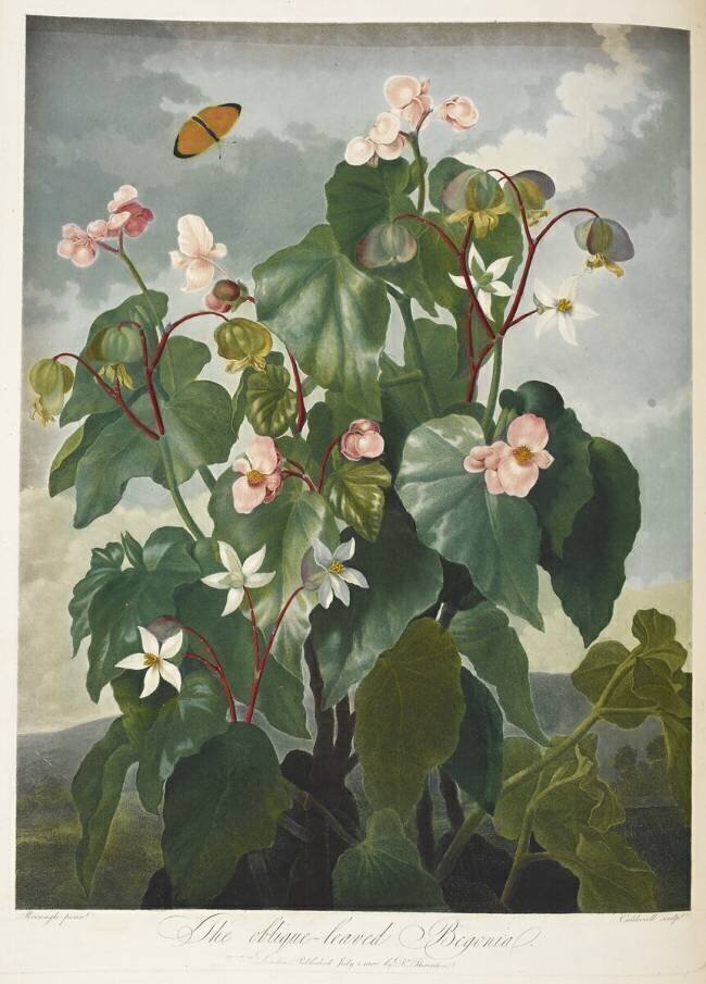 The oblique-leaved begonia Robert John Thornton