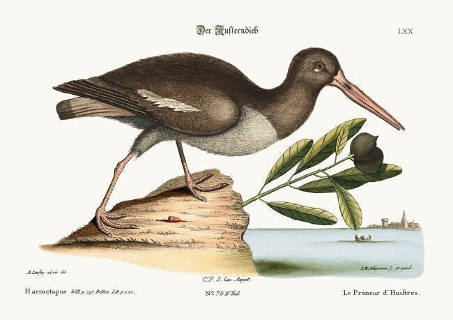 The Oyster Catcher Mark Catesby