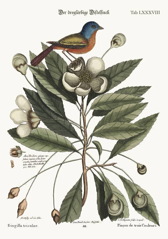 The painted Finch Mark Catesby