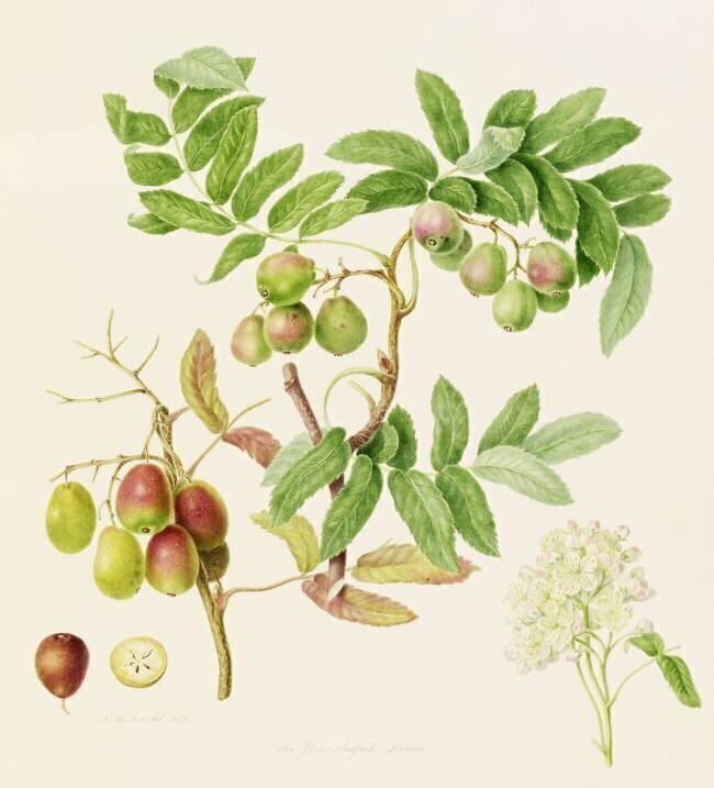 The Pear-Shaped Service Crab Apple William Hooker