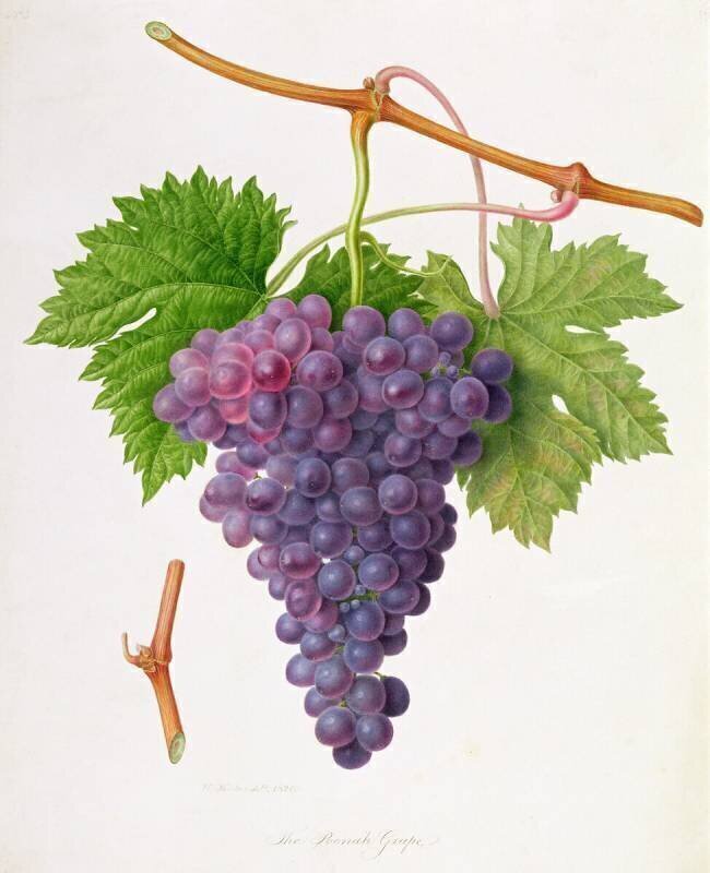 The Poonah Grape William Hooker