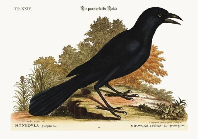 The purple Jack-Daw Mark Catesby