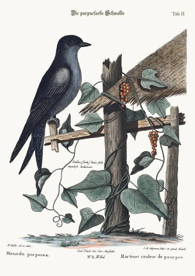 The purple Martin Mark Catesby