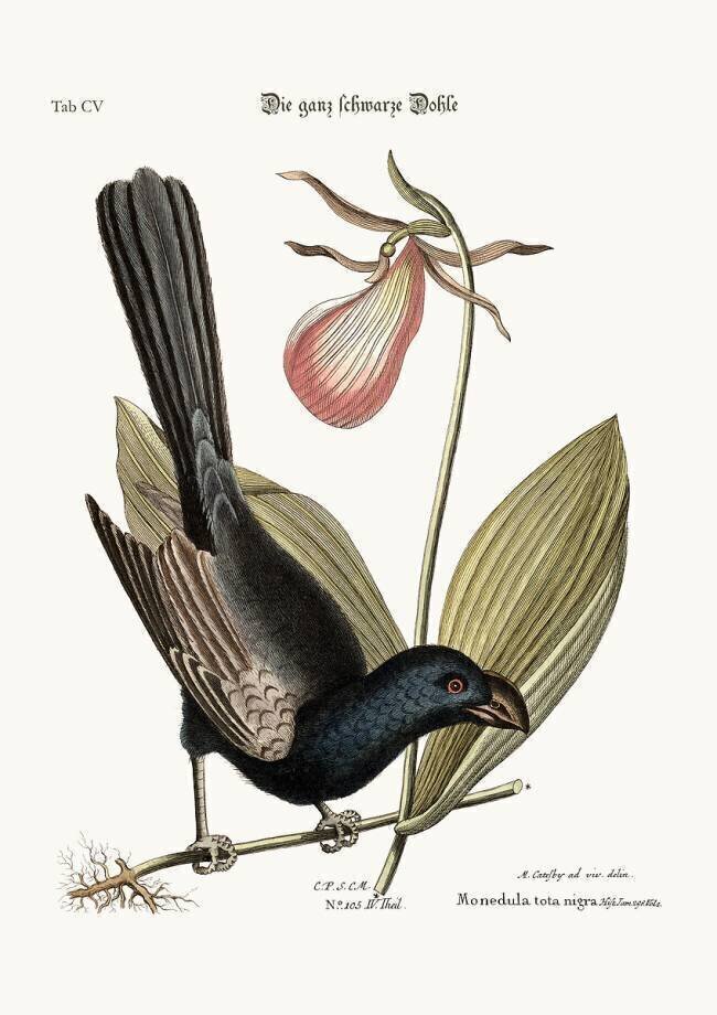 The Razor-billed Black-bird of Jamaica Mark Catesby
